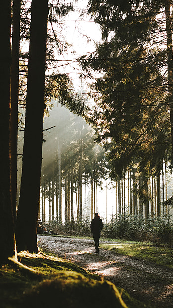 Alone, Trees, Miscellanea, Miscellaneous, Forest, Loneliness, Lonely HD phone wallpaper