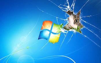 Computer, Cat, Microsoft, Humor HD wallpaper