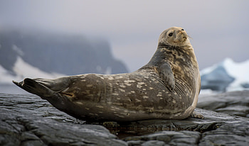 Weddell seal population, Surprisingly low numbers, Antarctic mysteries, Ecosystem study HD wallpaper