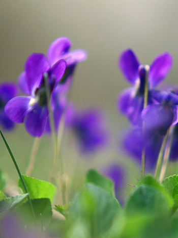 Purple violets , Floral macro marvel, Spring's vibrant hue, Nature's purple allure HD phone wallpaper