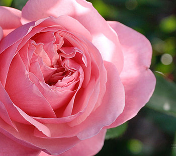 Blush rose, pinky, rose, pink, flowers HD wallpaper