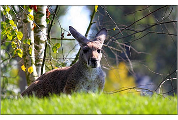 Kangaroo, cool, wild HD wallpaper