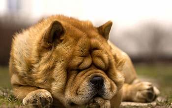 Sleeping, Chow Chow HD wallpaper