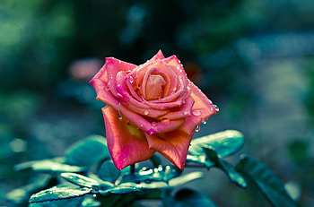Flower, Leaves, Drops, Macro, Rose Flower, Rose, Bud, Sharpness HD wallpaper