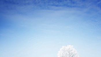 Grass, Snow, Wood, Tree, Minimalism HD wallpaper