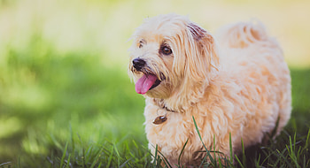 Animals, Fluffy, Dog, Stroll, Puppy HD wallpaper