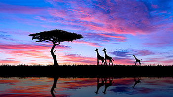 Giraffe Evening Silhouette , giraffe, animals, silhouette HD wallpaper