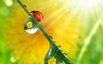 Insects, Ladybugs HD wallpaper
