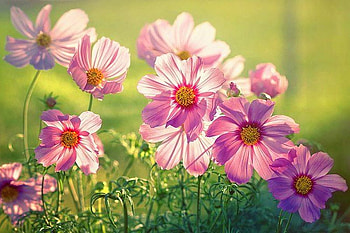 Beautiful Flowers, cool, beautiful, flowers HD wallpaper