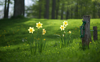 Plants, Flowers HD wallpaper