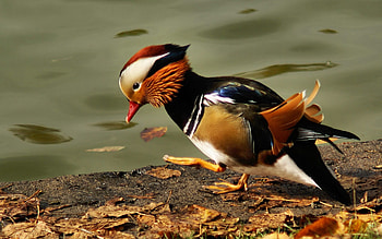 Animals, Feather, Bird, Color, Pond, Mandarin Duck HD wallpaper