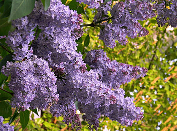 Flowers, Lilac, Bloom, Flowering, Branch, Spring, Mood HD wallpaper