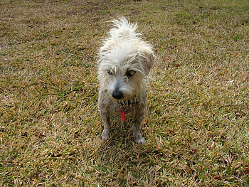 Miya, wet dog, g, white, h HD wallpaper