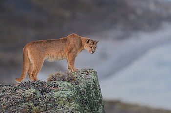 Cougar, cougar, animals HD wallpaper