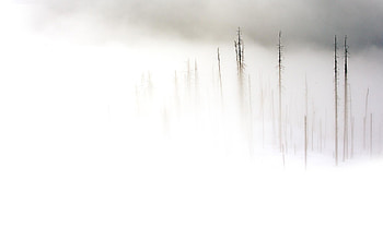 White Background - Backgrounds of Your Choice HD wallpaper