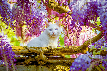 Animal, cat HD wallpaper