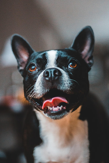 Funny, Animals, Dog, Sweetheart, Nice, Protruding Tongue, Tongue Stuck Out HD phone wallpaper