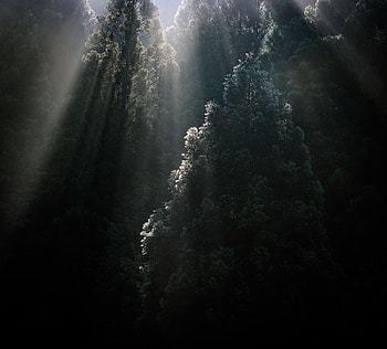 Nature, Trees, Top, Forest, Fog, Tops, Sunlight, Sun Rays HD wallpaper