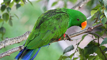 Blue Tail Green Parrot, blue, animal, bird, green, tail, parrot HD wallpaper