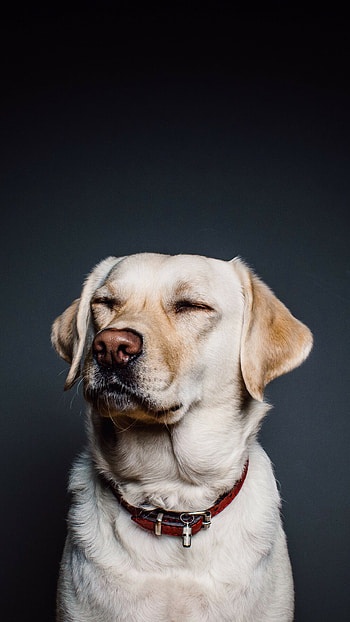 Labrador dog, Mobile , Shareable beauty, Perfect companion HD phone wallpaper
