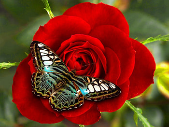 Red Rose-n-Butterflies, rose, , butterfly, red HD wallpaper