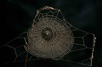 Spider Web HD wallpaper