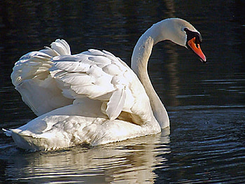 SWAN, WAVES, FEATHERS, WATER, WINGS HD wallpaper