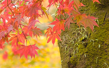 Plants, Leaves HD wallpaper