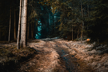 Nature, Trees, Grass, Autumn, Forest, Fog, Path HD wallpaper