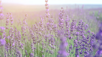 Lavender field in Crimea. Lavandula flowers swaying HD wallpaper