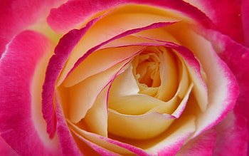 Rose, pink, skin, yellow, flower, macro HD wallpaper