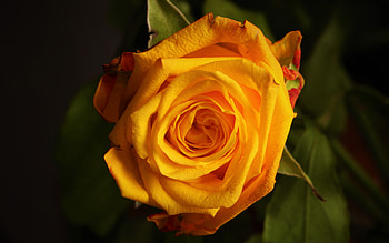 Yellow Rose, rose, pretty, flower, yellow HD wallpaper