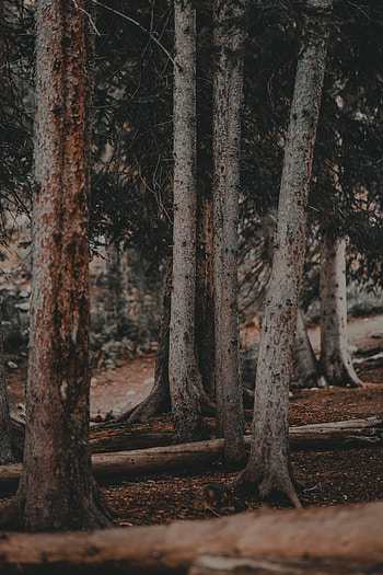 Nature, Trees, Pine, Forest, Trunks HD phone wallpaper