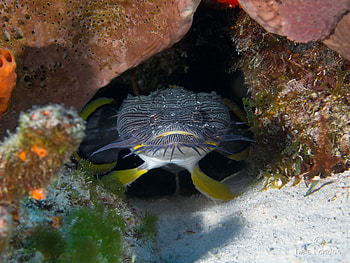 Splendid Toadfish, marine, reef, splendid, toadfish HD wallpaper