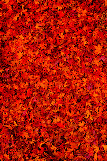 Leaves, Bright, Miscellanea, Miscellaneous, Fallen Leaves, Fallen Foliage HD phone wallpaper