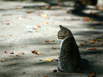 Animals, Autumn, Cat, Striped, Foliage, Waiting, Expectation HD wallpaper