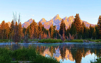 Grand Teton National Park - Schwabacher Landing, Moose, Wyoming, autumn, trees, water, usa, reflections HD wallpaper