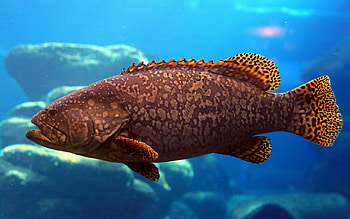 Ocean Fish, Animals, Underwater, Sealife, Fish, Oceans HD wallpaper