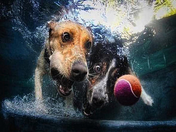 Keep Your Eye on the Ball!, dog, dive, cute, fetch, swim, devoted, ball, faithful, underwater, funny, persistant HD wallpaper