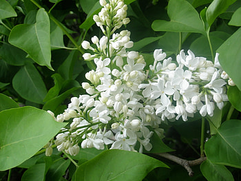 Plants, Flowers, Lilac HD wallpaper