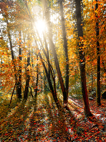 Nature, Trees, Sun, Beams, Rays, Forest HD phone wallpaper