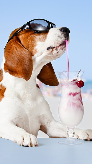 Basset Shake & Shades / Cool Basset Milkshake / Sunglass Sippin' Pup / Milkshake Mutt, humor, sunglasses, dog, Animal HD phone wallpaper