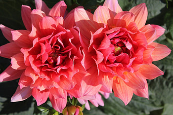 Dahlia Blossom, pink, dahlia, nature, flowers, blossom HD wallpaper