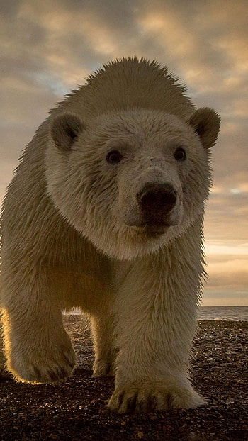 White polar bear , and Android compatible, Animal lover's dream, Natural beauty HD phone wallpaper