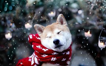 Animals, Winter, Dogs HD wallpaper
