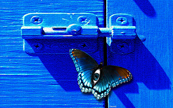 butterfly eye, nature, bugs HD wallpaper