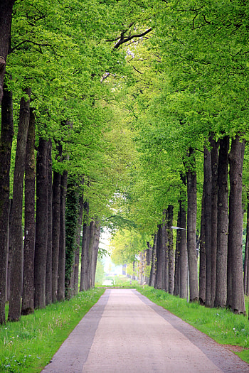Garden, trees, nature, road HD phone wallpaper