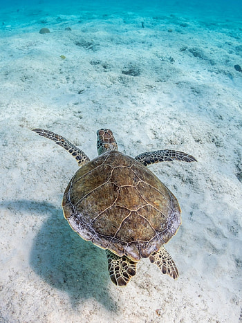 Captivating creature, Majestic turtle, Nature's marvel, Animal wonder HD phone wallpaper