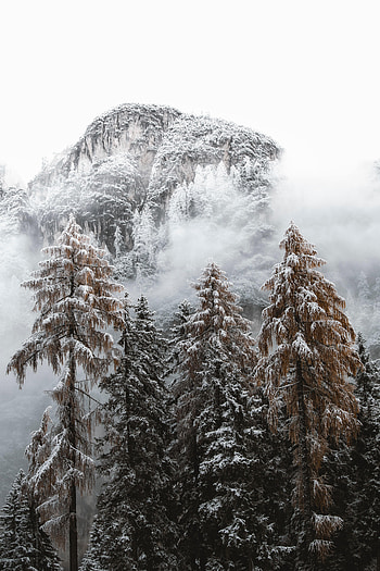Nature, Trees, Mountains, Snow, Spruce, Fir, Snow Covered, Snowbound HD phone wallpaper