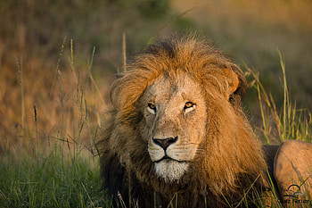 Lion Morning Light , lion, animals HD wallpaper